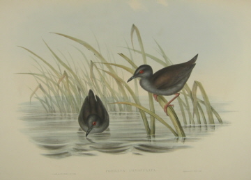 John Gould Birds of Australia